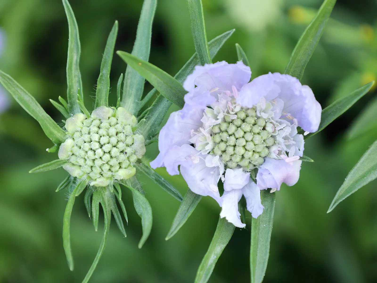 Scabiosa (Scabiosa Caucasica) — This plant typically grows to a height of 12 to 18 inches with a similar spread; regular watering will establish a, image 62