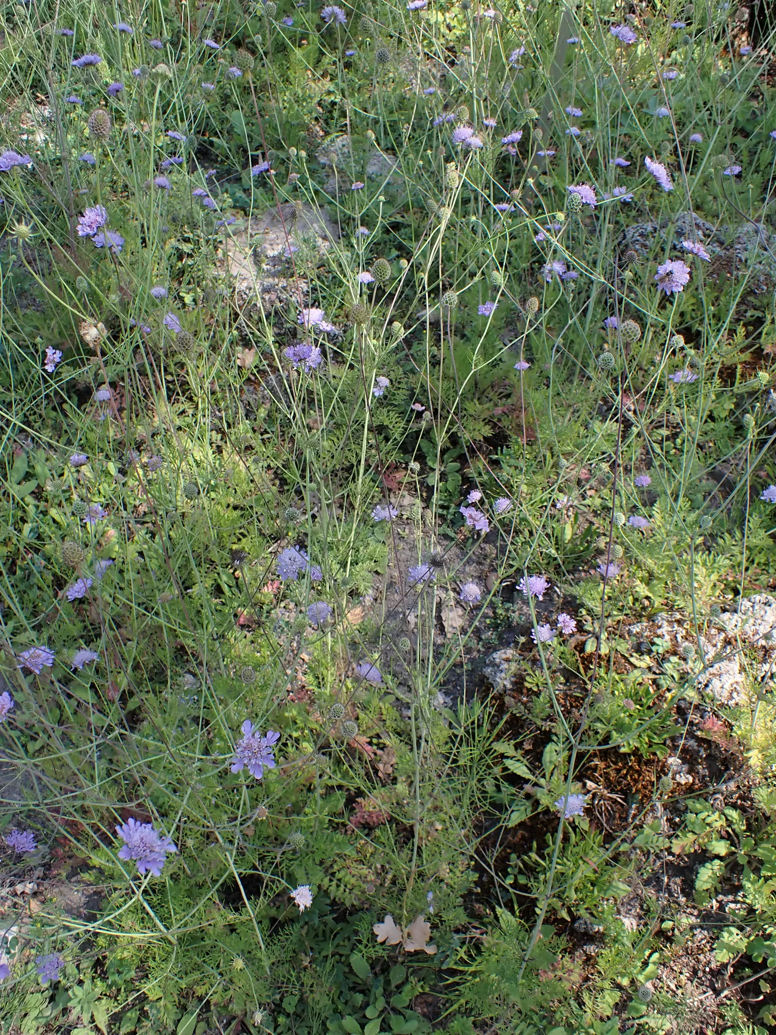Scabiosa (Scabiosa Caucasica) — The Scabiosa's true allure lies in its delicate yet showy flowers; approximately 2 to 3 inches in diameter, image 140