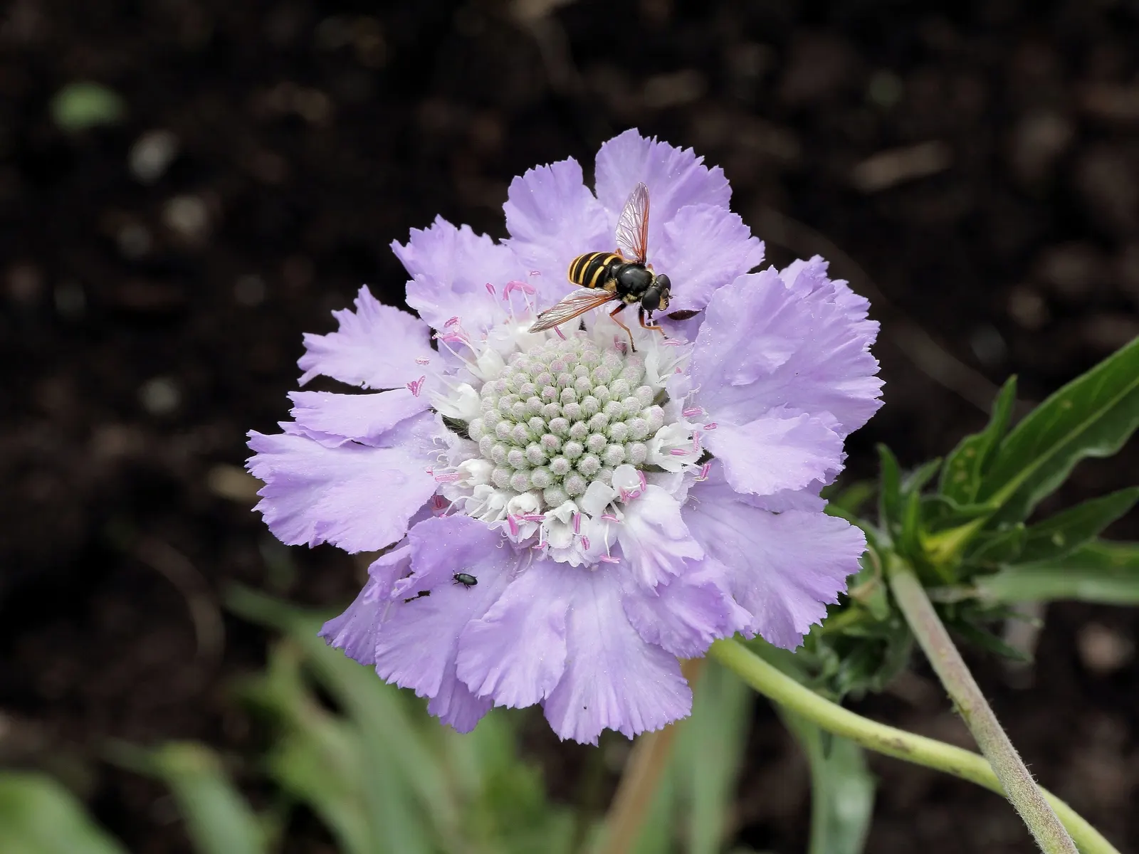 Scabiosa (Scabiosa Caucasica) — Ideal for borders, it also provides excellent cut flowers and attracts butterflies; perennial with blue and, image 41