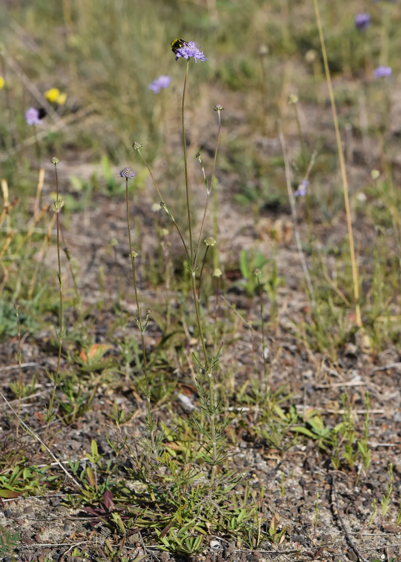 Scabiosa (Scabiosa Caucasica) — Ideal for borders, it also provides excellent cut flowers and attracts butterflies; perennial with blue and lavender and