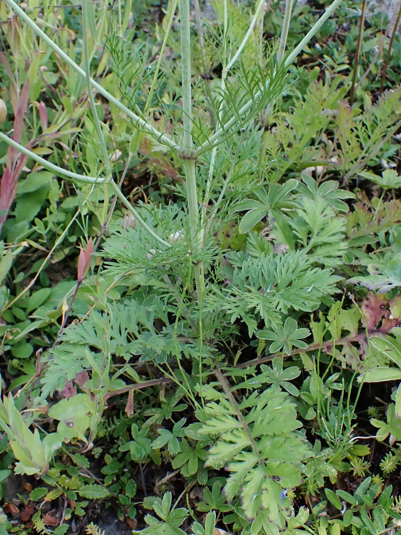 Scabiosa (Scabiosa Caucasica) — Regular watering will establish a robust root system, though mature plants are drought-tolerant