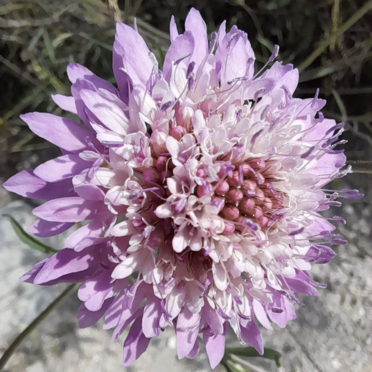 Scabiosa (Scabiosa Caucasica) — forming neat clumps of slender; scabiosa caucasica, commonly known as Pincushion Flower, is a charming perennial