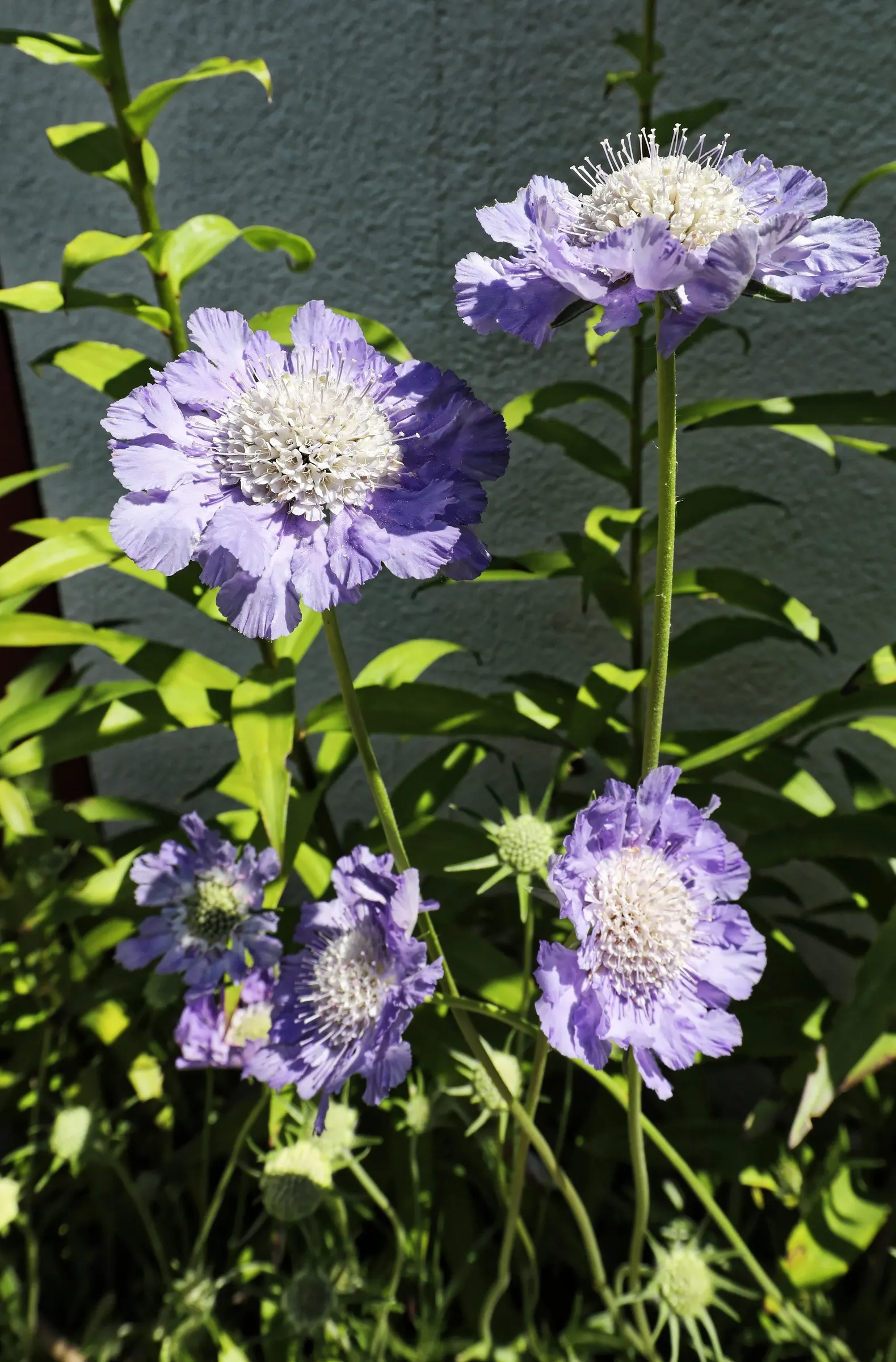 Scabiosa (Scabiosa Caucasica) — perennial with blue and lavender and multi-colored blooms; boasts an intricate array of frilly petals encircling a, image 56