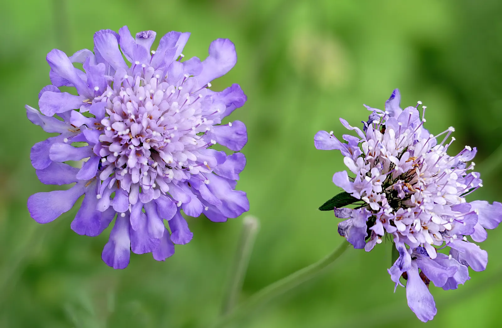 Scabiosa (Scabiosa Caucasica) — forming neat clumps of slender; scabiosa caucasica, commonly known as Pincushion Flower, is a charming perennial, image 120
