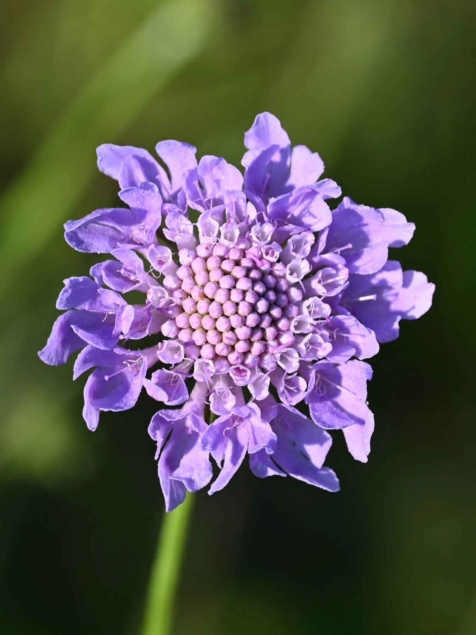 Scabiosa (Scabiosa Caucasica) — It flourishes in full sun, reaching up to 24 inches tall and 12 inches wide, and prefers well-drained soil; the Scabiosa