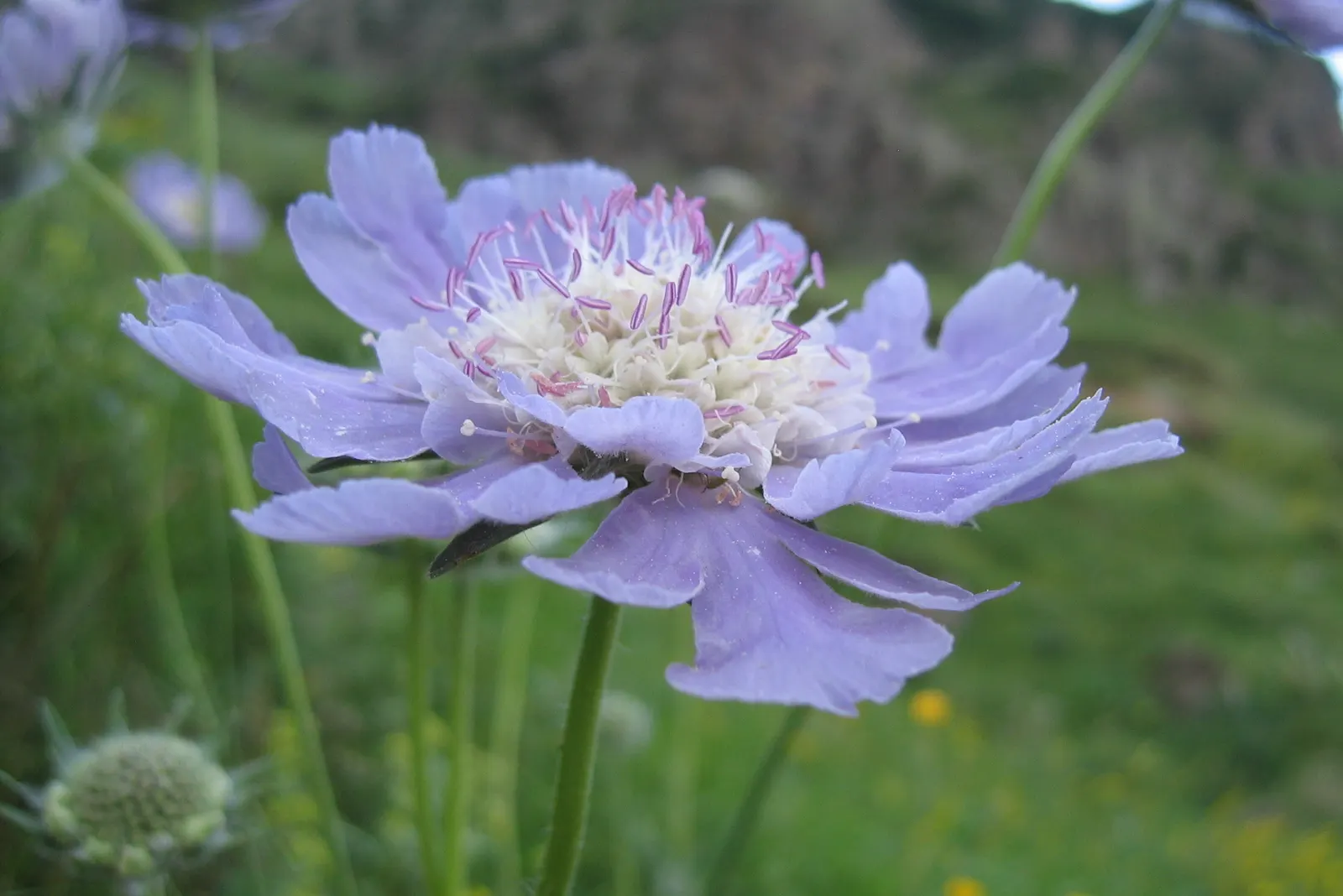 Scabiosa (Scabiosa Caucasica) — This plant typically grows to a height of 12 to 18 inches with a similar spread; regular watering will establish a, image 43