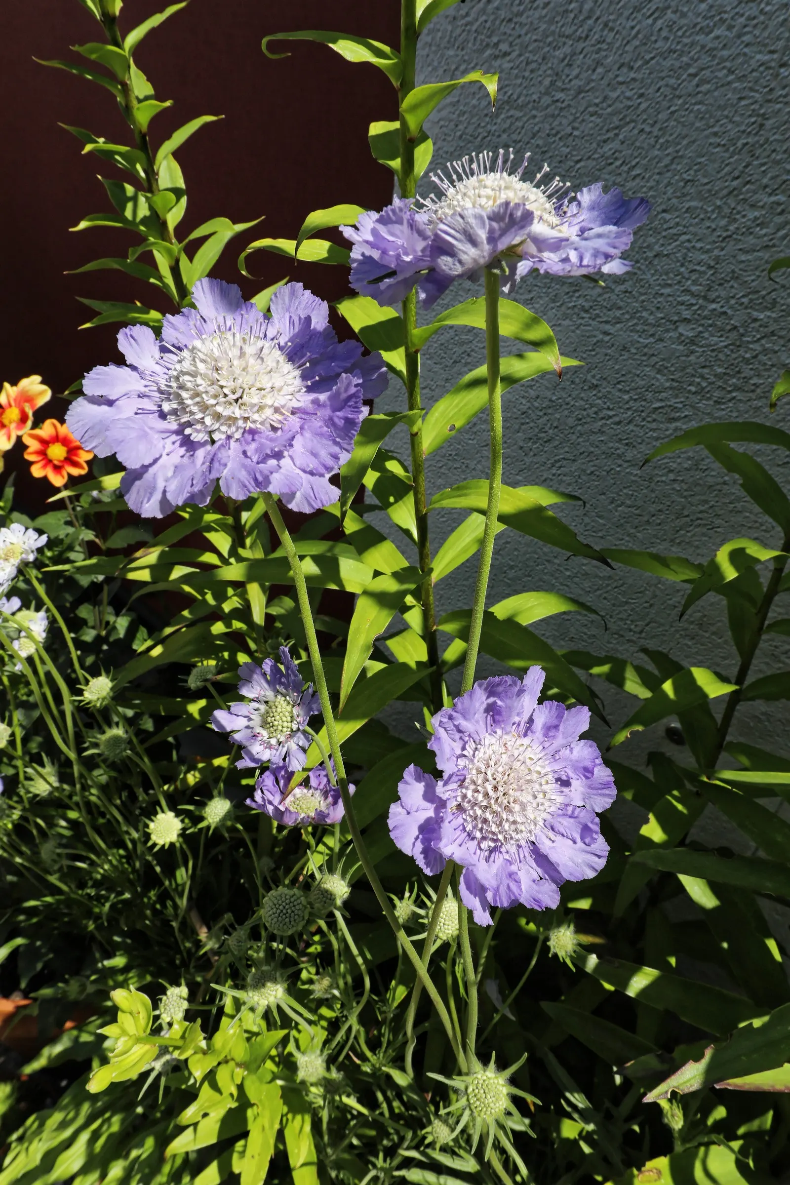 Scabiosa (Scabiosa Caucasica) — blue and lavender and multi-colored flowers in the garden; it flourishes in full sun, reaching up to 24 inches tall, image 55