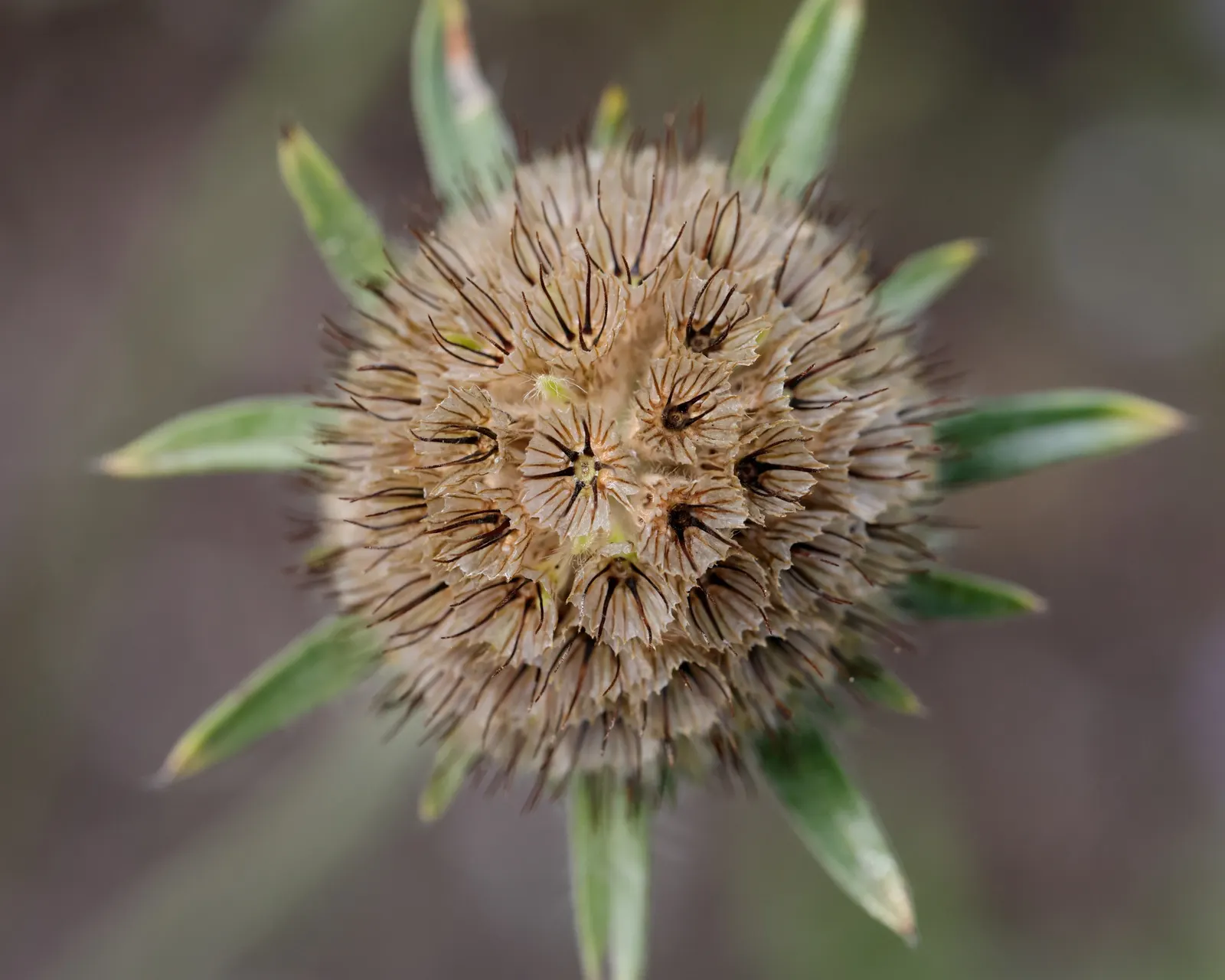 Scabiosa (Scabiosa Caucasica) — This plant typically grows to a height of 12 to 18 inches with a similar spread