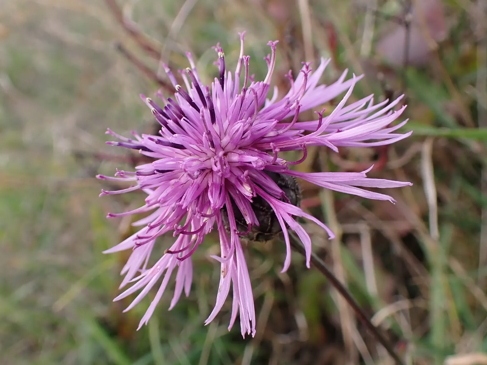 Scabiosa (Scabiosa Caucasica) — commonly known as Caucasian Pincushion Flower or simply Scabiosa; forming neat clumps of slender, image 99