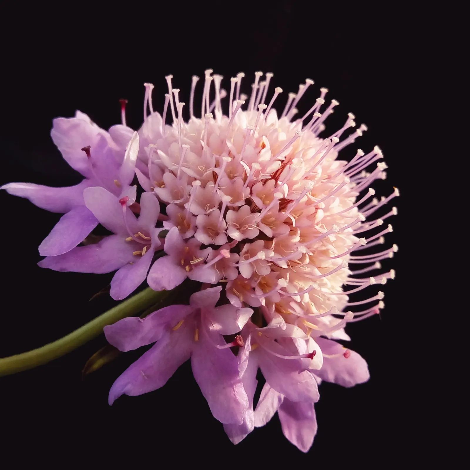 Scabiosa (Scabiosa Caucasica) — This plant typically grows to a height of 12 to 18 inches with a similar spread; regular watering will establish a, image 119