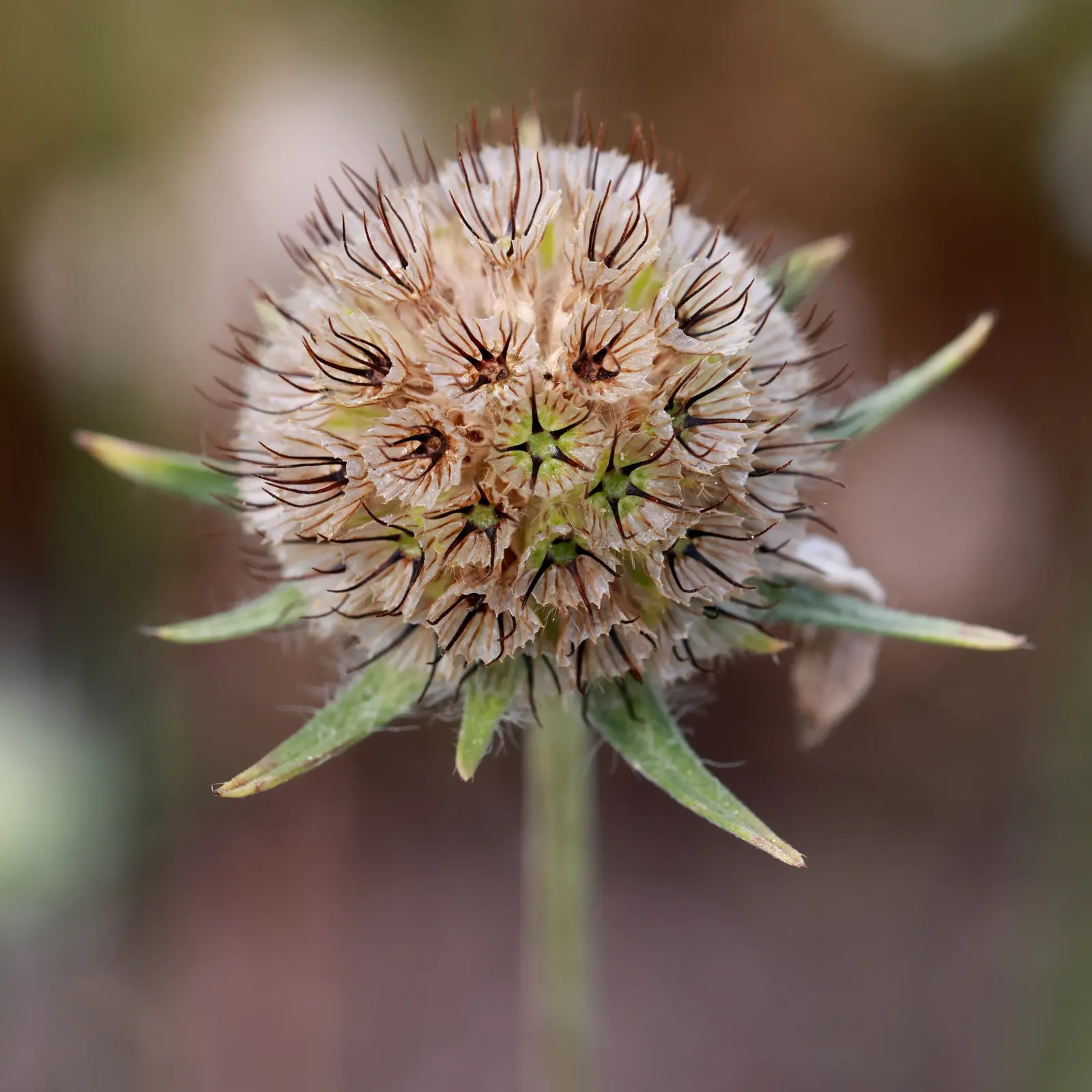 Scabiosa (Scabiosa Caucasica) — which can come in hues of pale lavender to deep blue.<br><br>Perfect for USDA Hardiness Zones 3 through 7