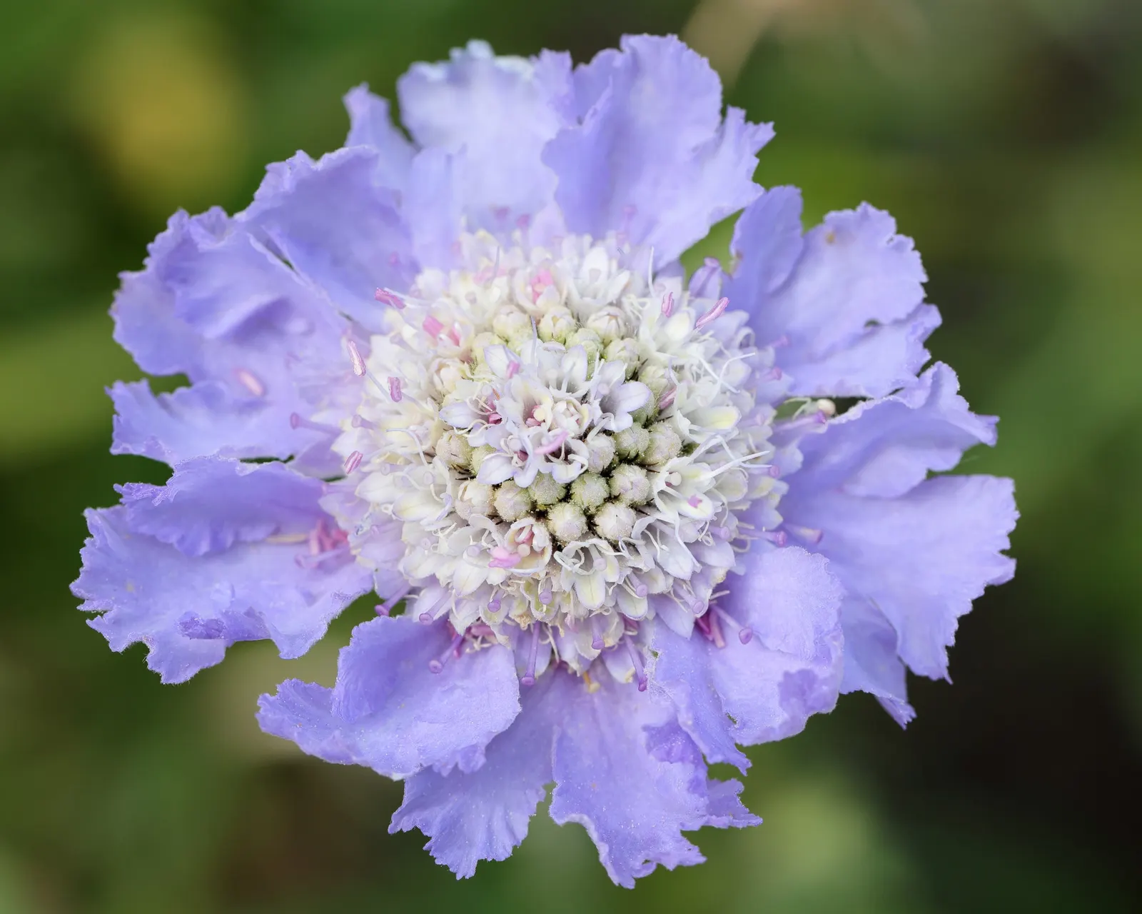 Scabiosa (Scabiosa Caucasica) — The Scabiosa's true allure lies in its delicate yet showy flowers