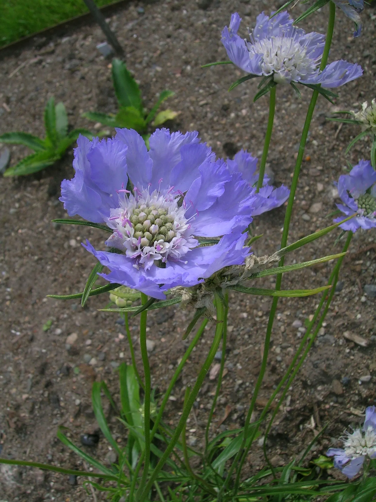 Scabiosa (Scabiosa Caucasica) — Deadheading spent blooms will encourage a longer flowering season; the Scabiosa's true allure lies in its delicate, image 53