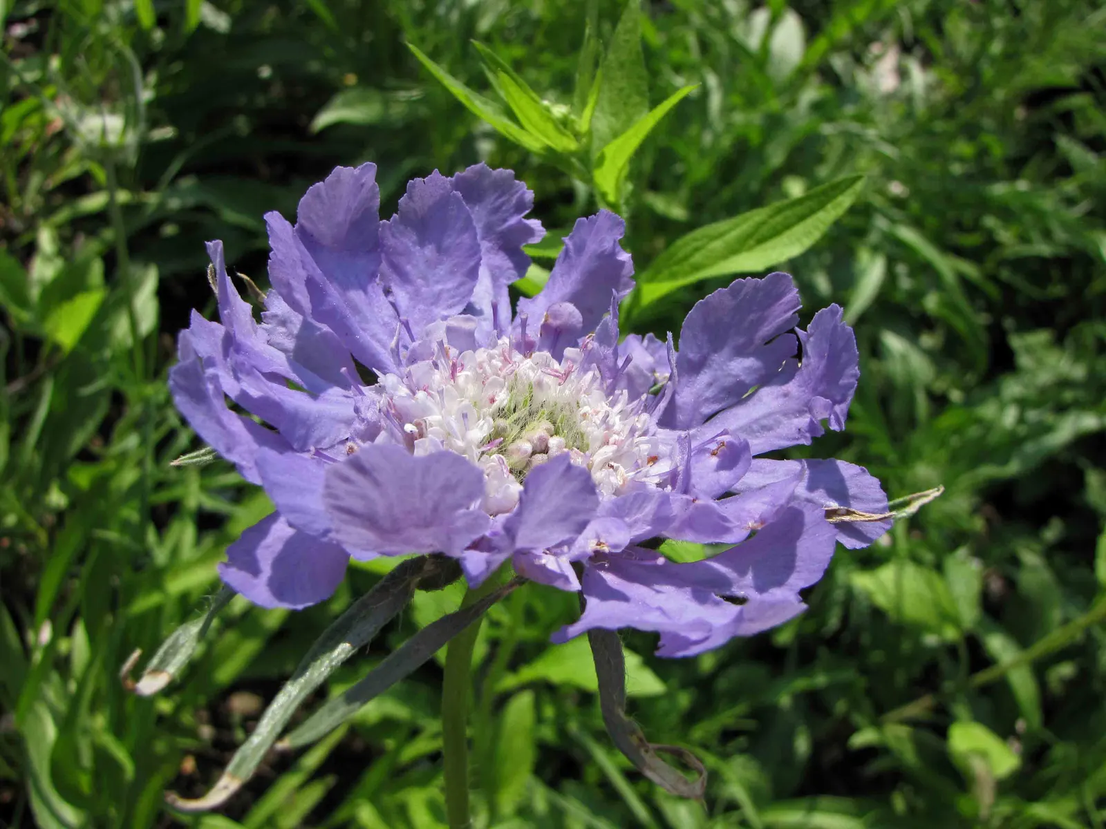 Scabiosa (Scabiosa Caucasica) — forming neat clumps of slender; scabiosa caucasica, commonly known as Pincushion Flower, is a charming perennial, image 44