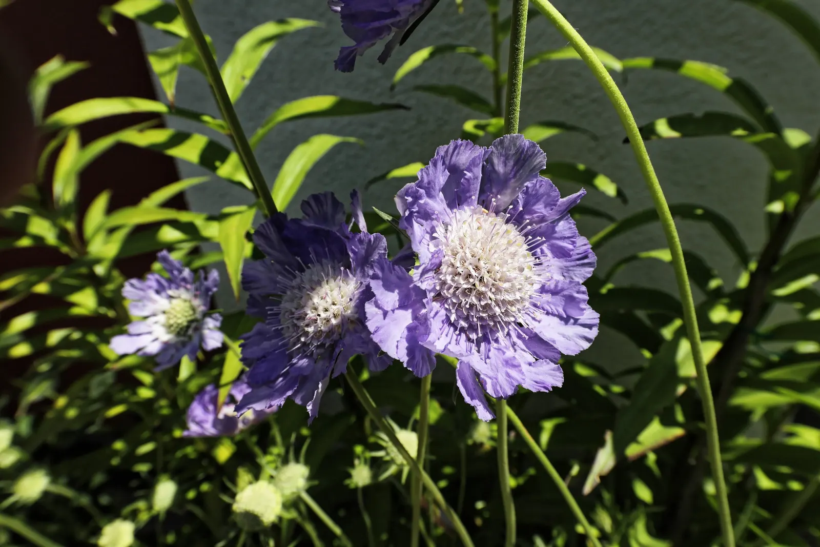 Scabiosa (Scabiosa Caucasica) — approximately 2 to 3 inches in diameter; deadheading spent blooms will encourage a longer flowering season, image 65