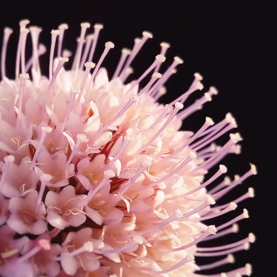 Scabiosa (Scabiosa Caucasica) — forming neat clumps of slender; scabiosa caucasica, commonly known as Pincushion Flower, is a charming perennial, image 82