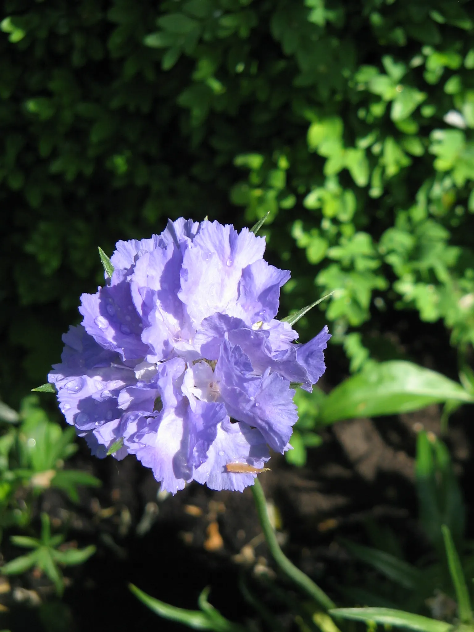 Scabiosa (Scabiosa Caucasica) — which can come in hues of pale lavender to deep blue.<br><br>Perfect for USDA Hardiness Zones 3 through 7, image 48