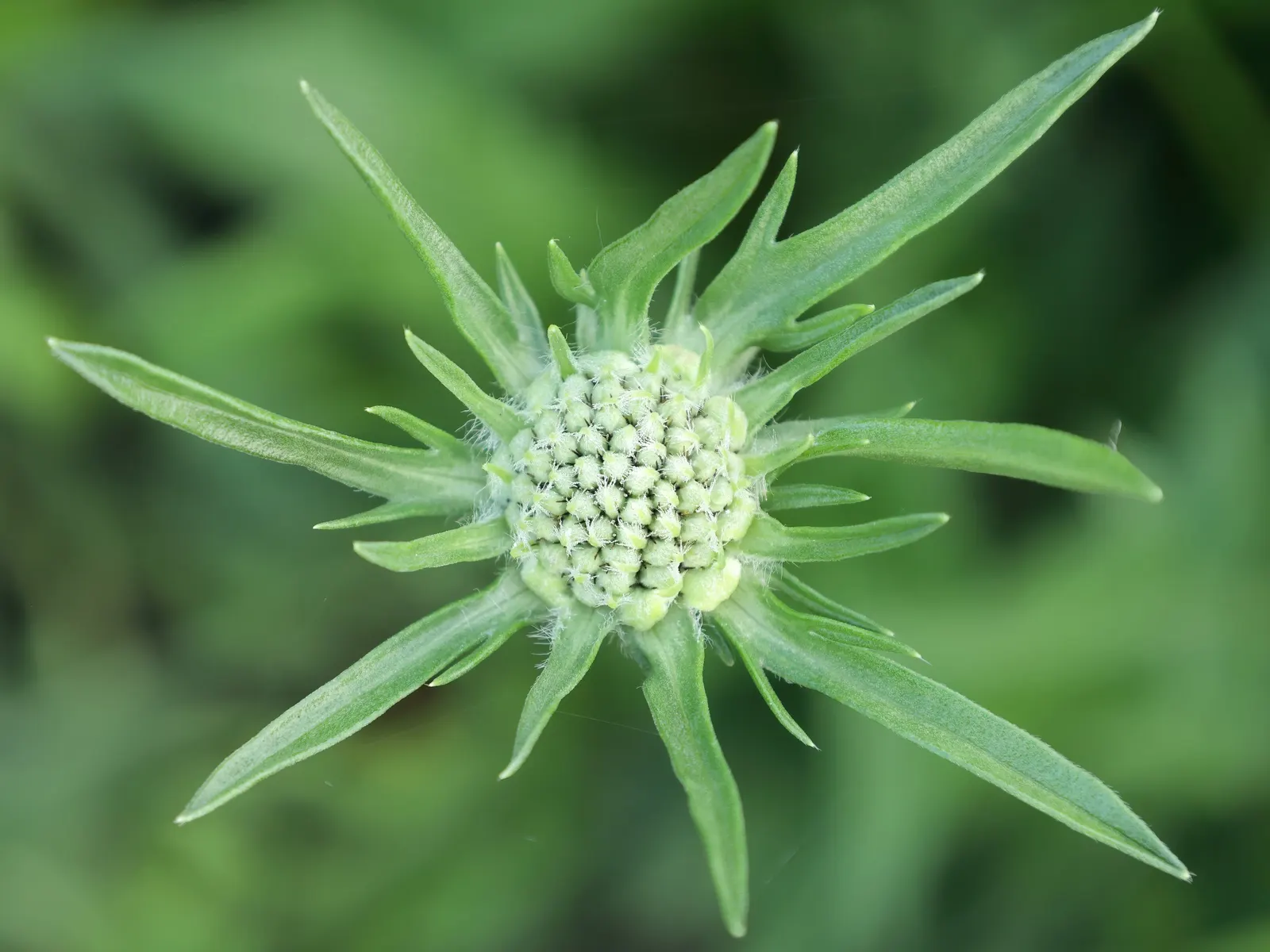 Scabiosa (Scabiosa Caucasica) — approximately 2 to 3 inches in diameter