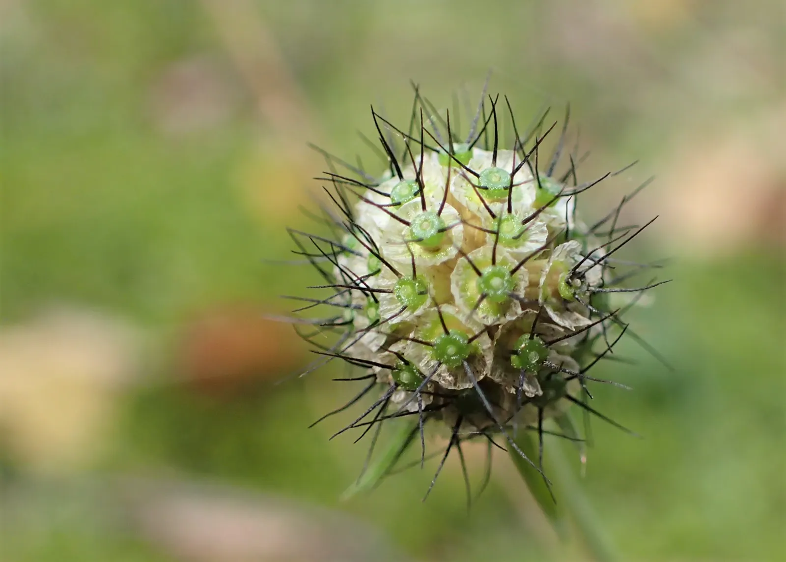 Scabiosa (Scabiosa Caucasica) — commonly known as Caucasian Pincushion Flower or simply Scabiosa; forming neat clumps of slender, image 137