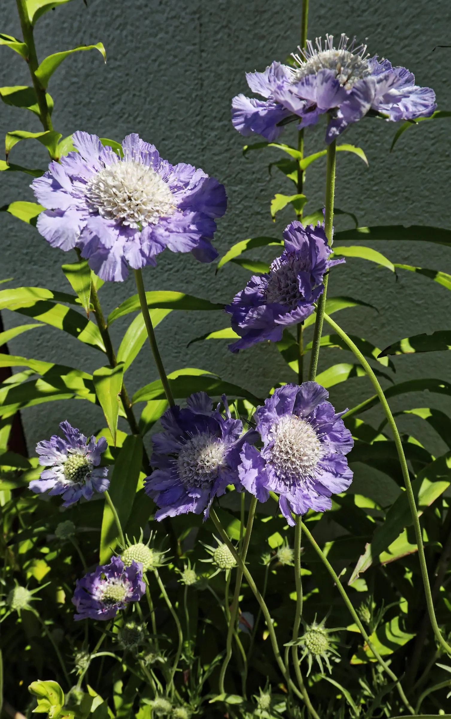 Scabiosa (Scabiosa Caucasica) — Regular watering will establish a robust root system, though mature plants are drought-tolerant; where it prefers, image 51