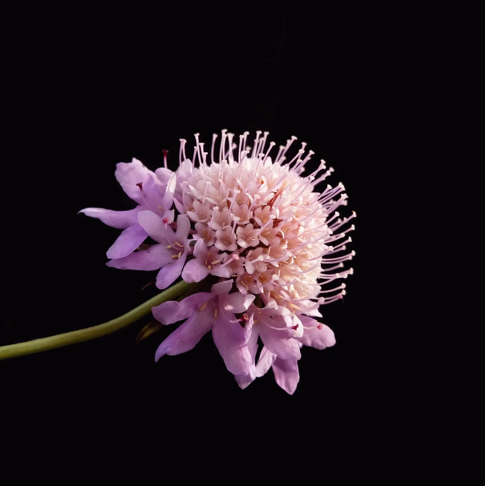 Scabiosa (Scabiosa Caucasica) — Deadheading spent blooms will encourage a longer flowering season; the Scabiosa's true allure lies in its delicate, image 91