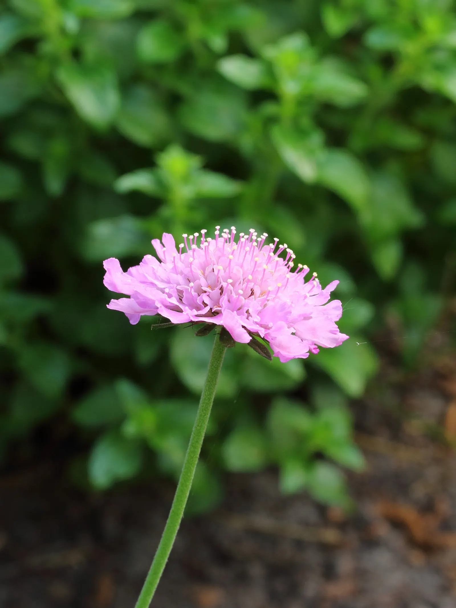 Scabiosa (Scabiosa Caucasica) — forming neat clumps of slender; scabiosa caucasica, commonly known as Pincushion Flower, is a charming perennial, image 139
