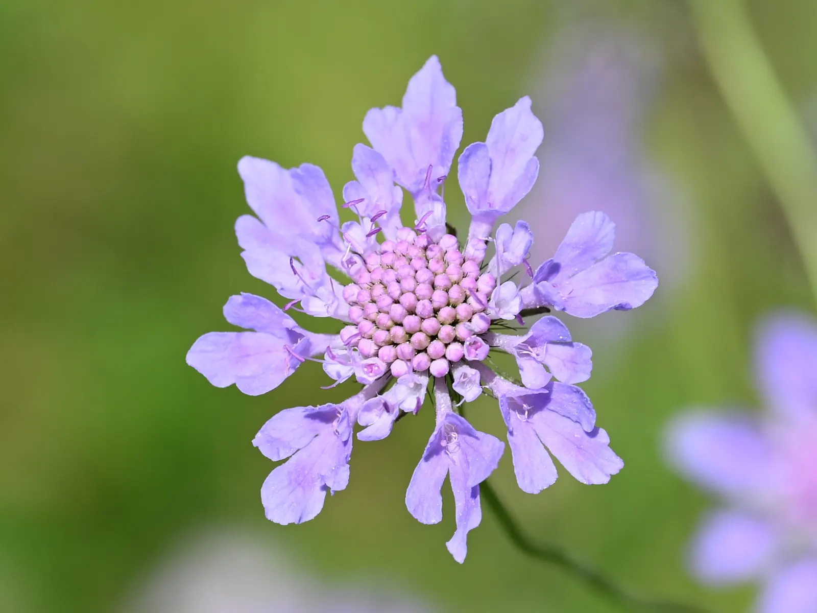 Scabiosa (Scabiosa Caucasica) — They are not only deer-resistant but also attract a host of pollinators