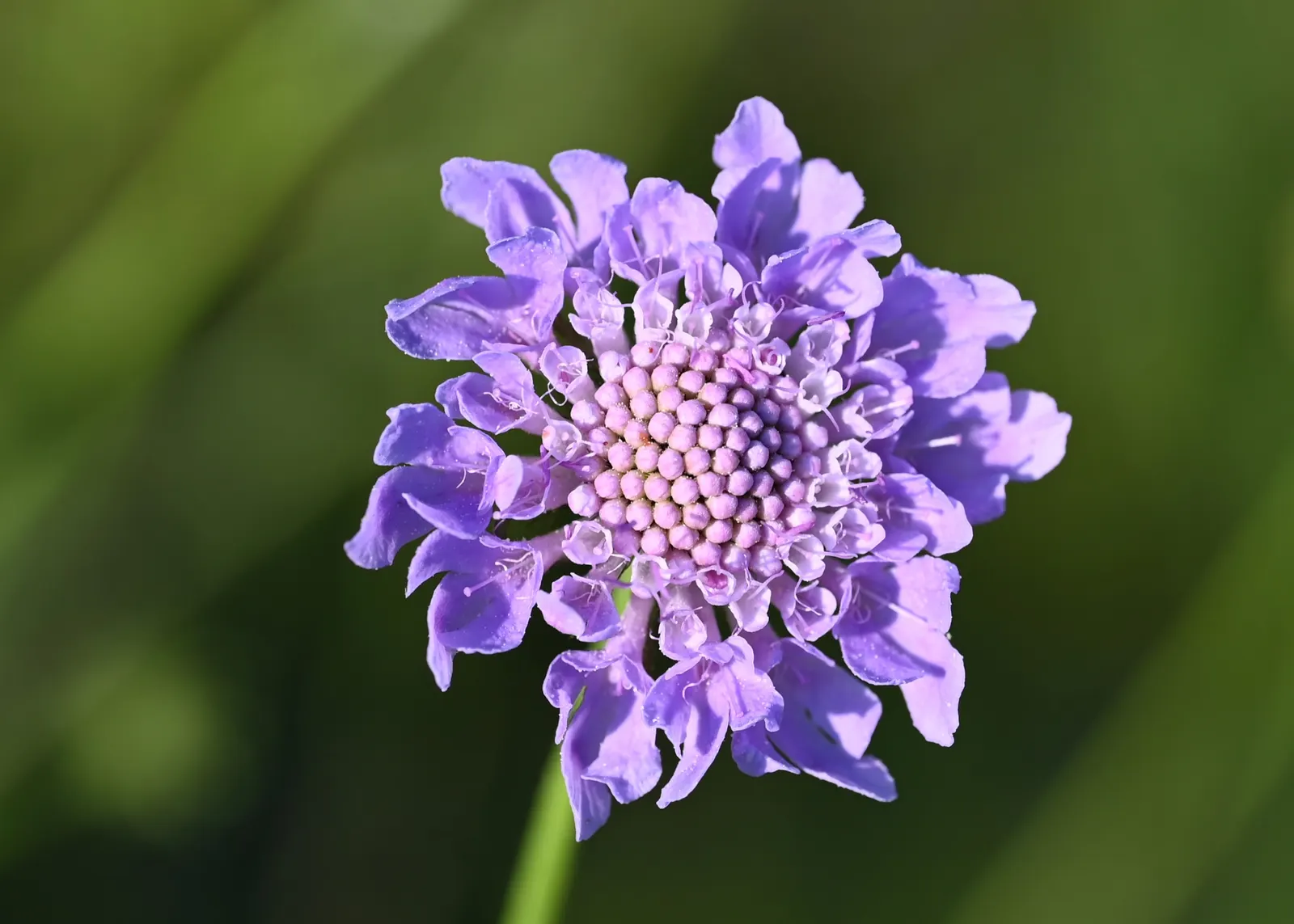 Scabiosa (Scabiosa Caucasica) — where it prefers well-drained soil with a neutral to slightly alkaline pH balance