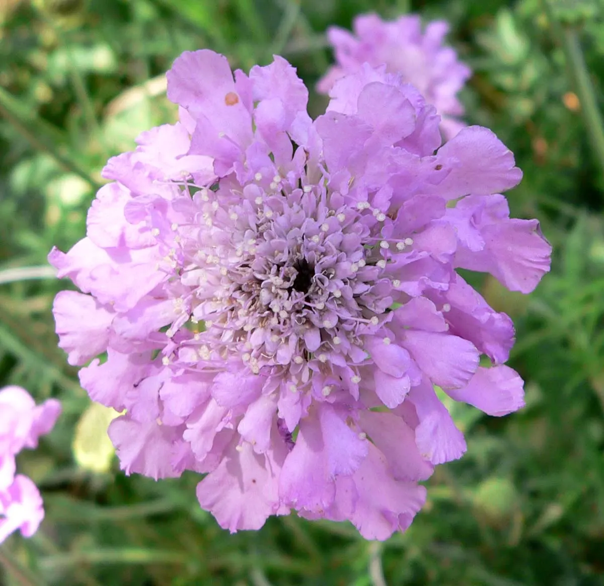 Scabiosa (Scabiosa Caucasica) — and division every 3-4 years will maintain their vigor; they are not only deer-resistant but also attract a host of, image 92