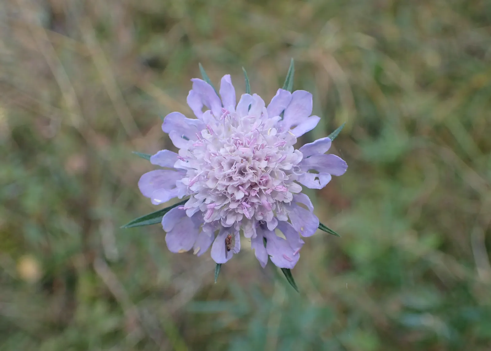 Scabiosa (Scabiosa Caucasica) — approximately 2 to 3 inches in diameter; deadheading spent blooms will encourage a longer flowering season, image 103