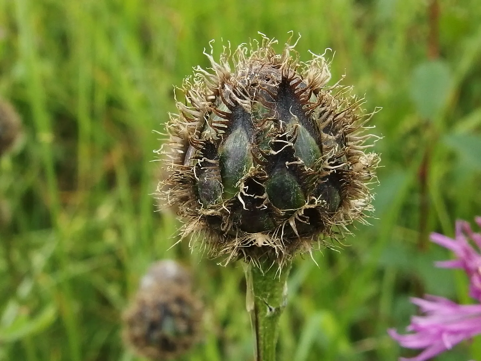 Scabiosa (Scabiosa Caucasica) — Regular watering will establish a robust root system, though mature plants are drought-tolerant; where it prefers, image 146