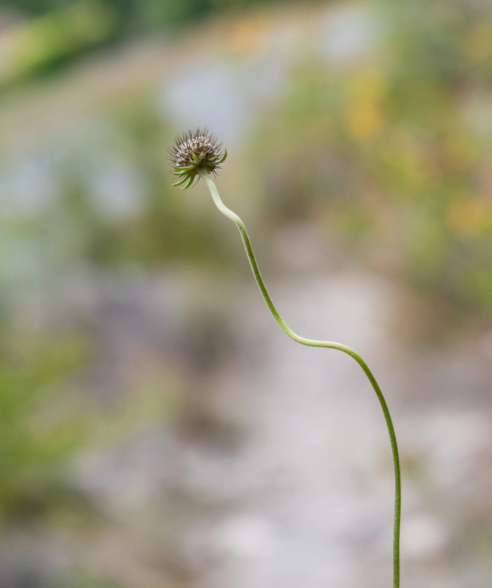 Scabiosa (Scabiosa Caucasica) — boasts an intricate array of frilly petals encircling a pronounced pincushion-like center; ideal for borders, it, image 85