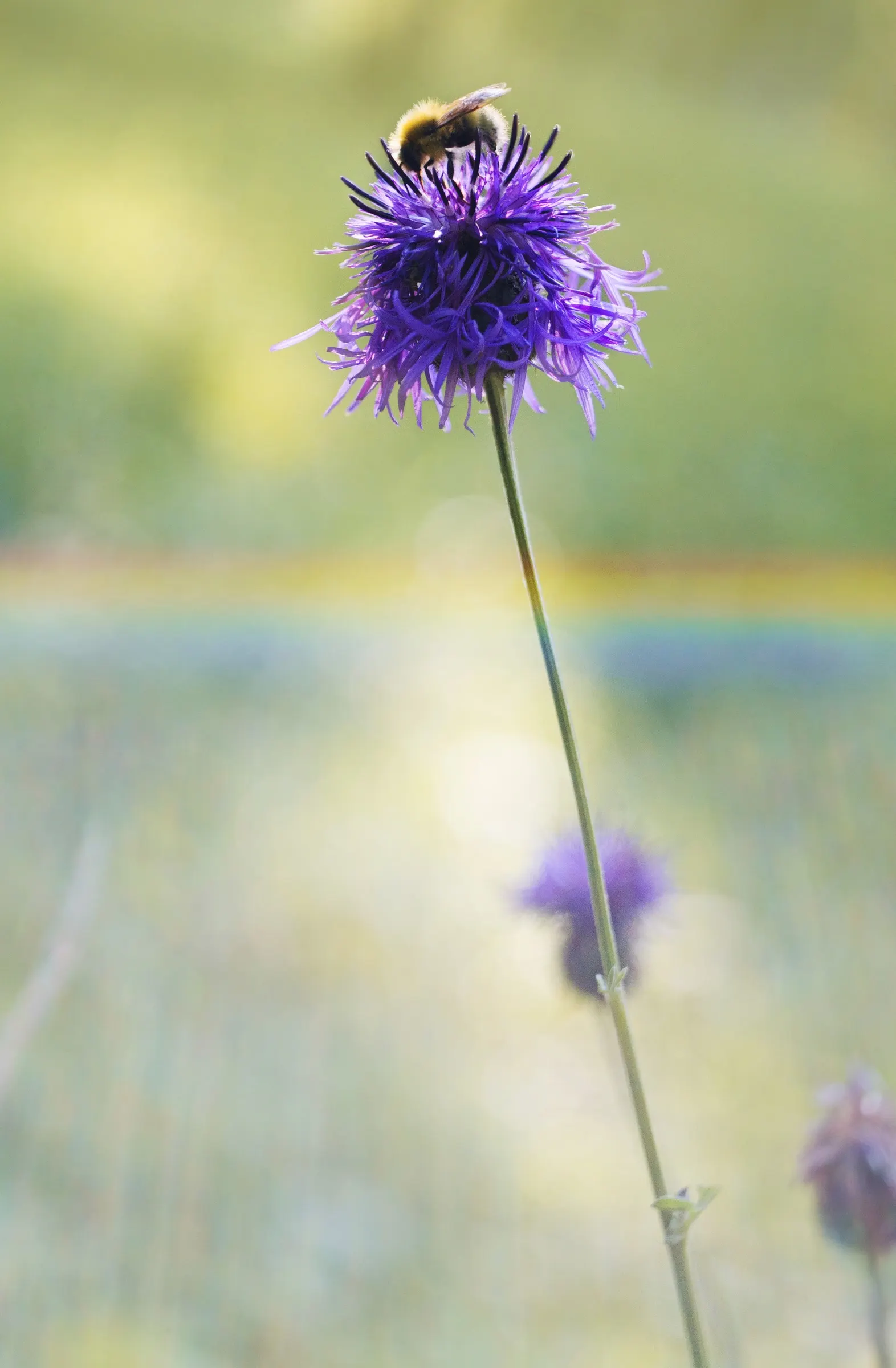 Scabiosa (Scabiosa Caucasica) — Deadheading spent blooms will encourage a longer flowering season; the Scabiosa's true allure lies in its delicate, image 129