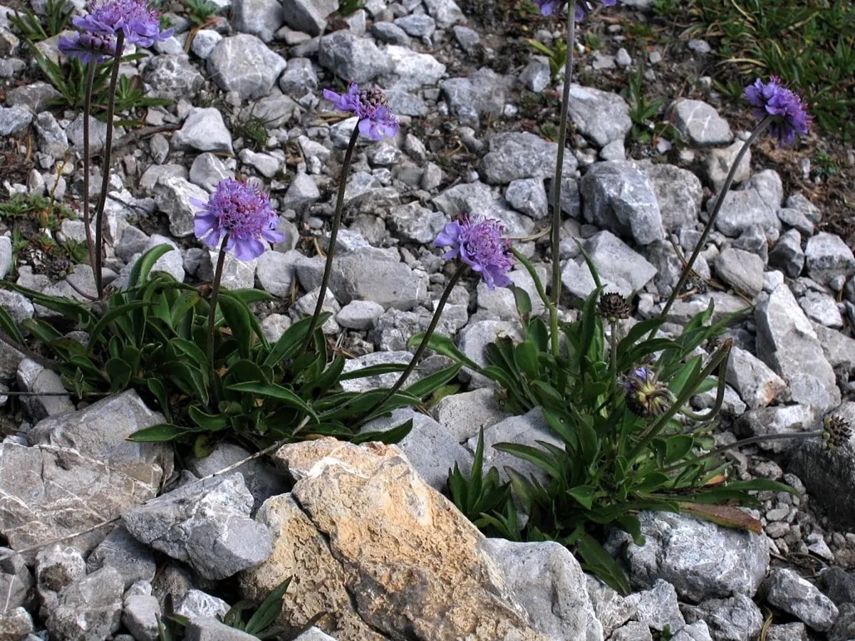 Scabiosa (Scabiosa Caucasica) — The Scabiosa's true allure lies in its delicate yet showy flowers; approximately 2 to 3 inches in diameter, image 83
