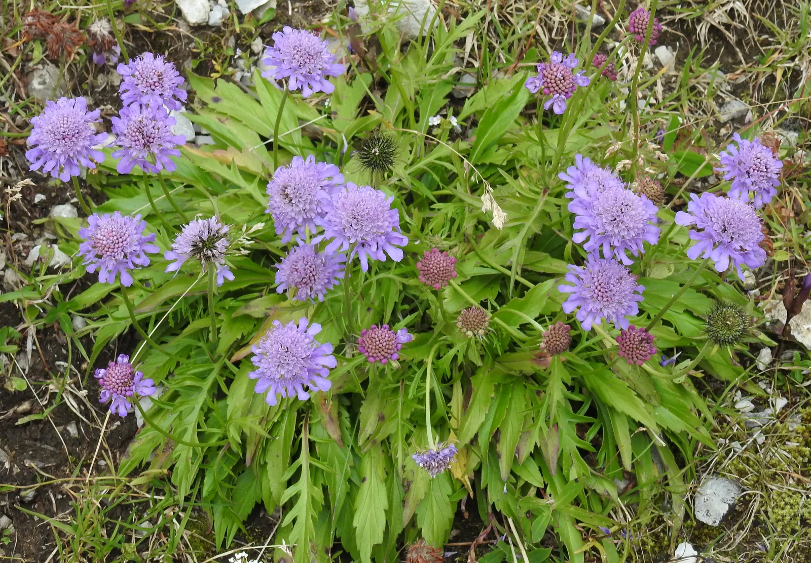 Scabiosa (Scabiosa Caucasica) — This plant typically grows to a height of 12 to 18 inches with a similar spread; regular watering will establish a, image 138