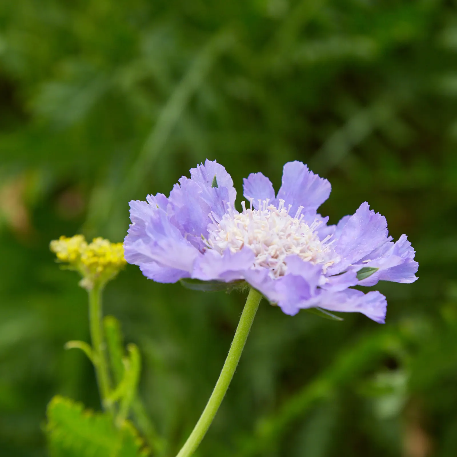 Scabiosa (Scabiosa Caucasica) — They are not only deer-resistant but also attract a host of pollinators; perennial for full