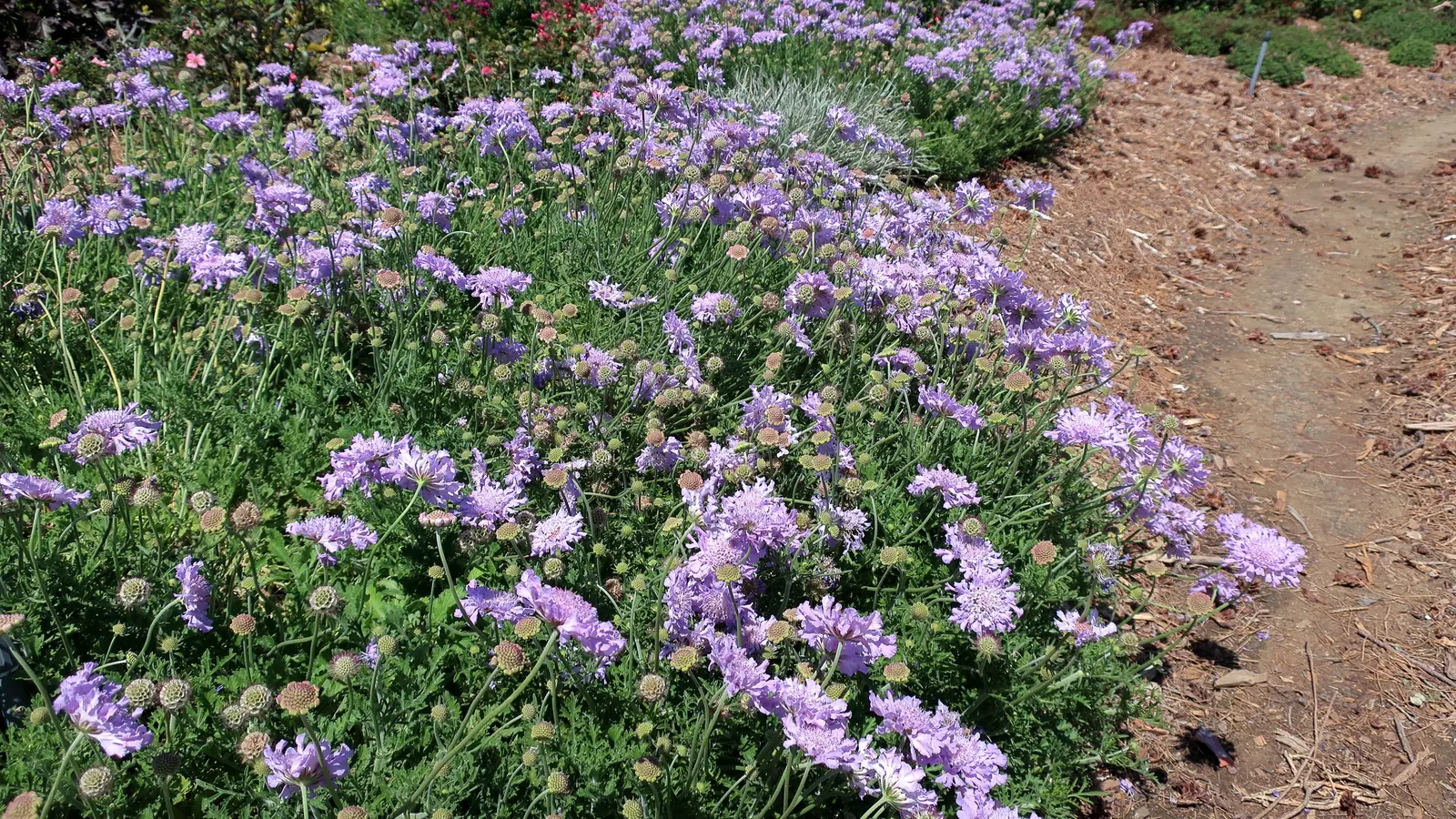 Scabiosa (Scabiosa Caucasica) — the Scabiosa thrives in full sun but can tolerate partial shade; blue and lavender and multi-colored flowers in the, image 68