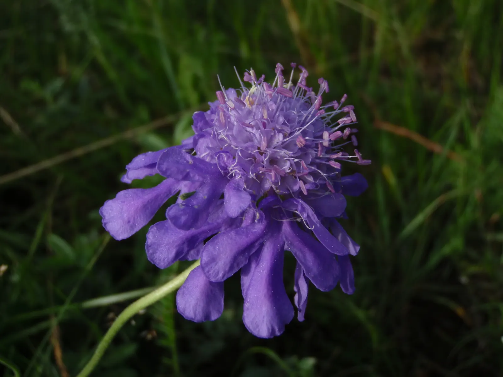 Scabiosa (Scabiosa Caucasica) — Ideal for borders, it also provides excellent cut flowers and attracts butterflies; perennial with blue and, image 136