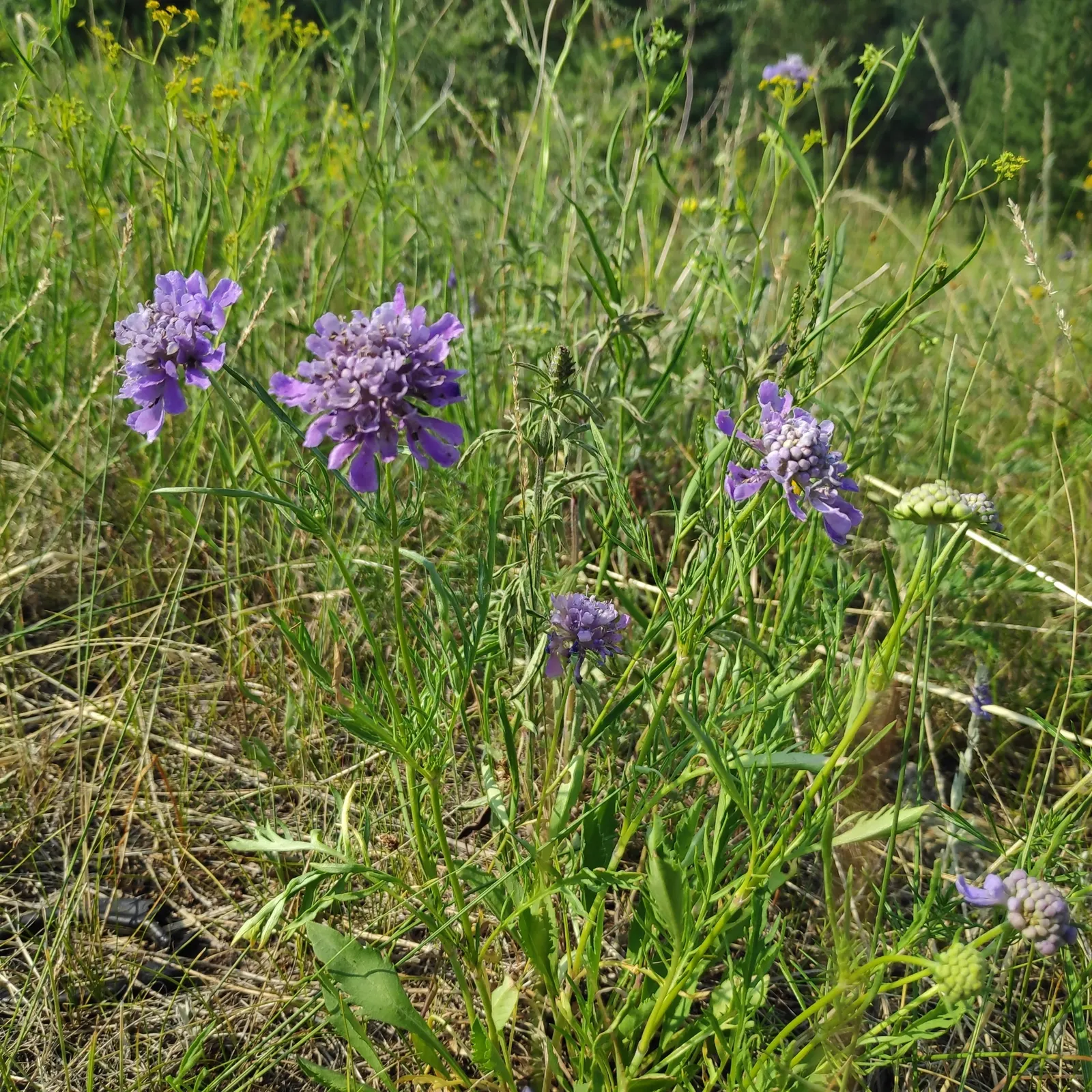 Scabiosa (Scabiosa Caucasica) — perennial with blue and lavender and multi-colored blooms; boasts an intricate array of frilly petals encircling a, image 151