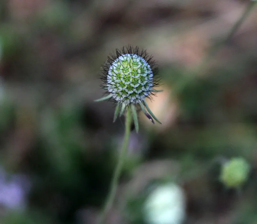Scabiosa (Scabiosa Caucasica) — Scabiosa caucasica, commonly known as Pincushion Flower, is a charming perennial; commonly known as Caucasian, image 96