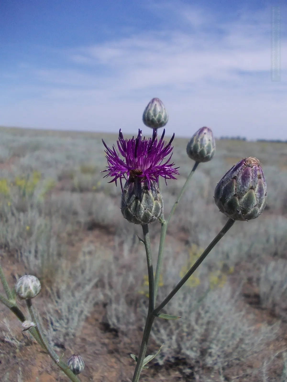 Scabiosa (Scabiosa Caucasica) — which can come in hues of pale lavender to deep blue.<br><br>Perfect for USDA Hardiness Zones 3 through 7, image 86