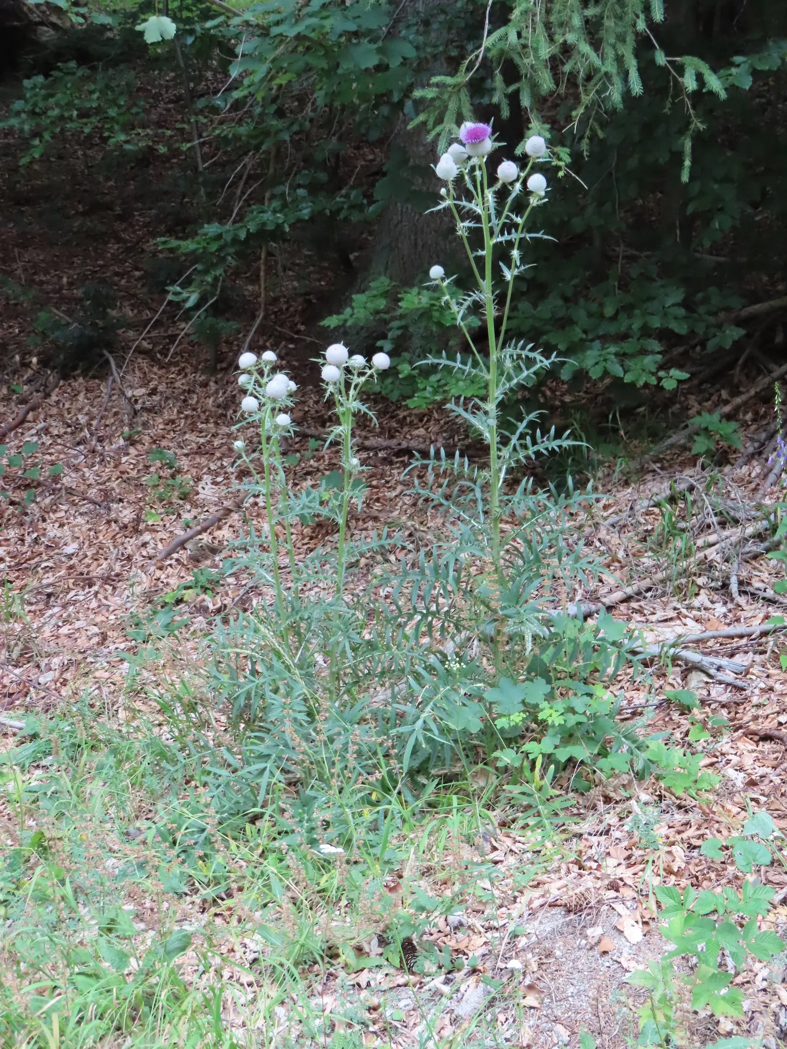 Scabiosa (Scabiosa Caucasica) — They are not only deer-resistant but also attract a host of pollinators; perennial for full, image 147