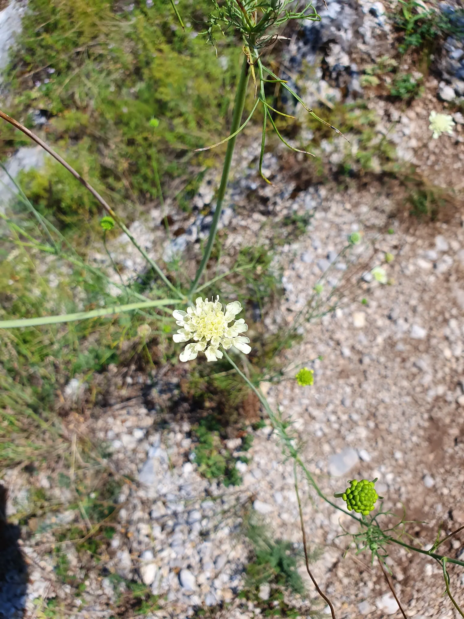 Scabiosa (Scabiosa Caucasica) — Ideal for borders, it also provides excellent cut flowers and attracts butterflies; perennial with blue and, image 117