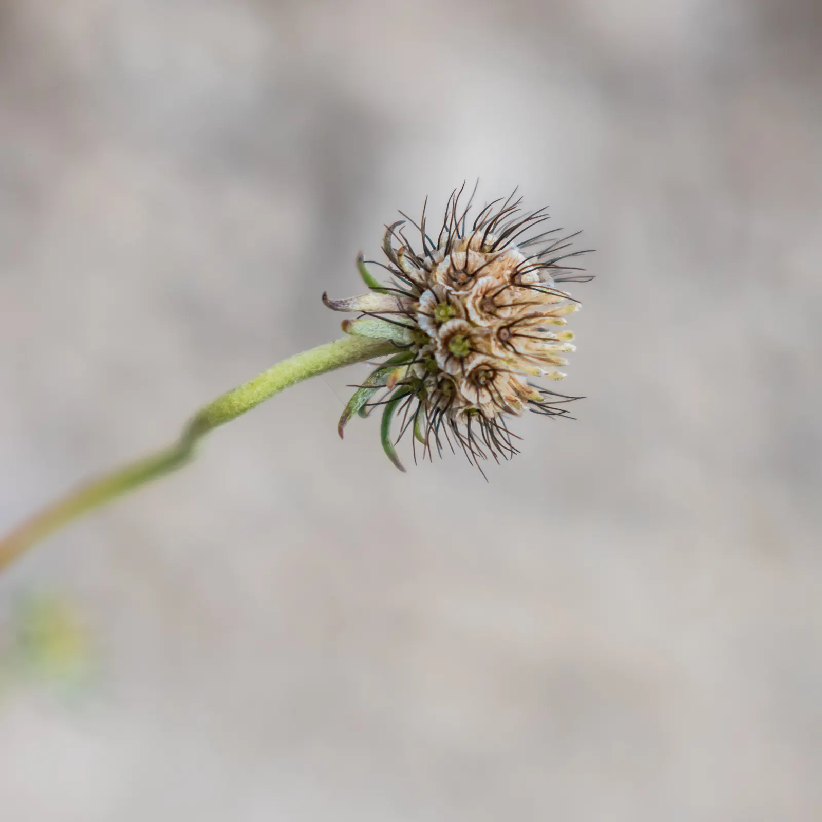 Scabiosa (Scabiosa Caucasica) — perennial for full; and division every 3-4 years will maintain their vigor, image 133