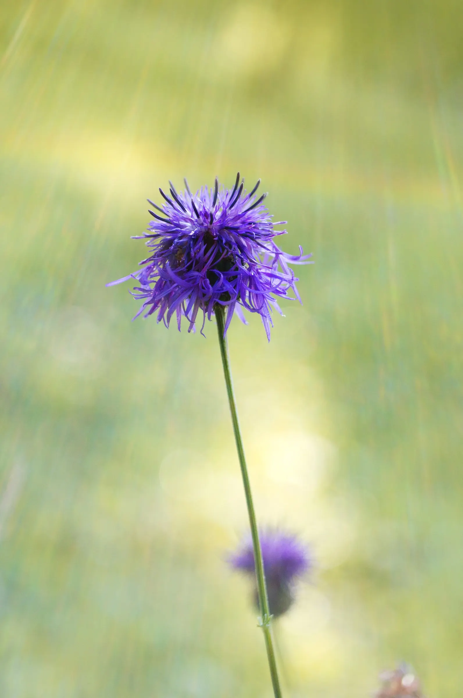 Scabiosa (Scabiosa Caucasica) — where it prefers well-drained soil with a neutral to slightly alkaline pH balance; this plant typically grows to a, image 145