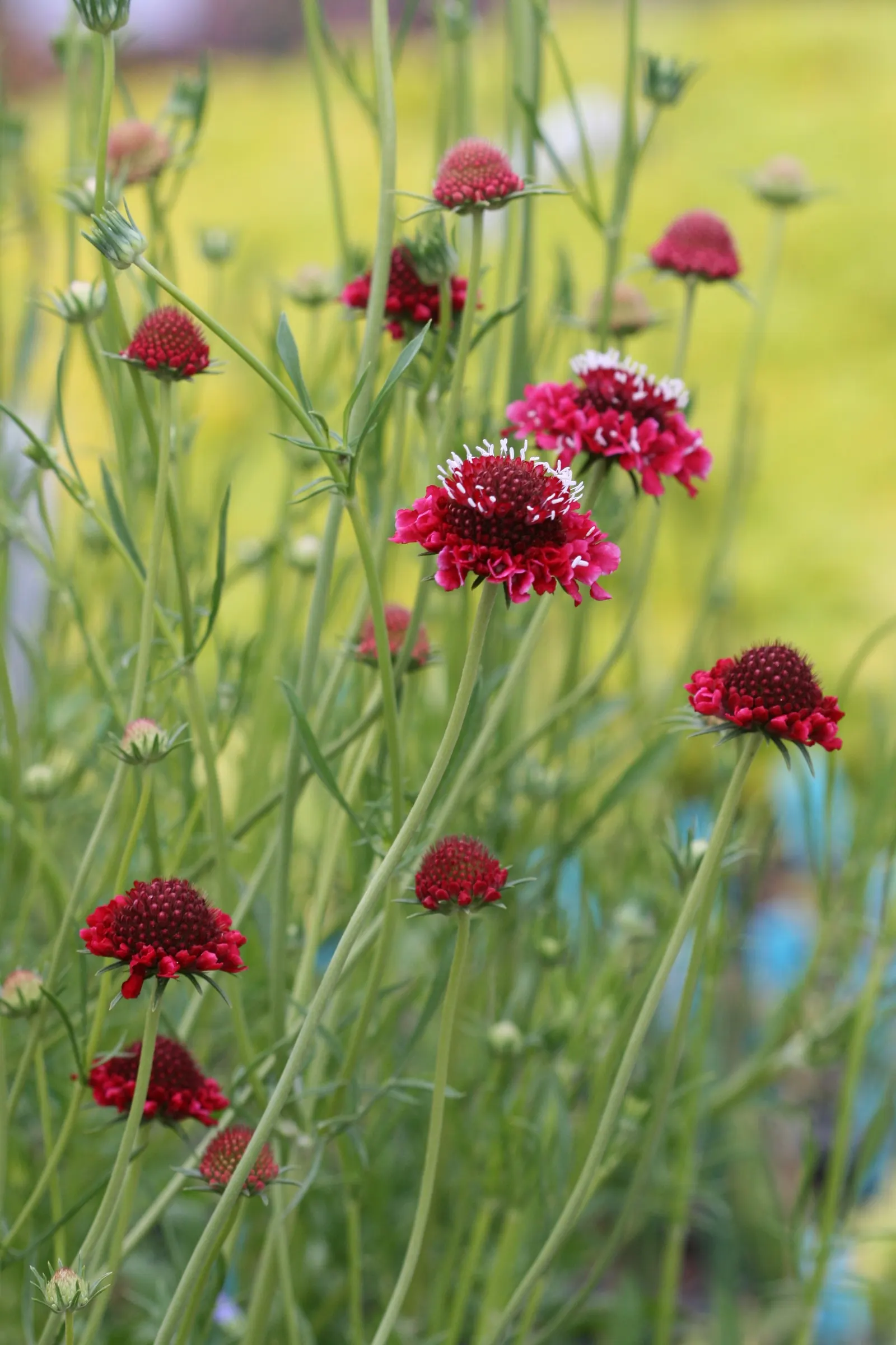 Scabiosa (Scabiosa Caucasica) — boasts an intricate array of frilly petals encircling a pronounced pincushion-like center; ideal for borders, it, image 123