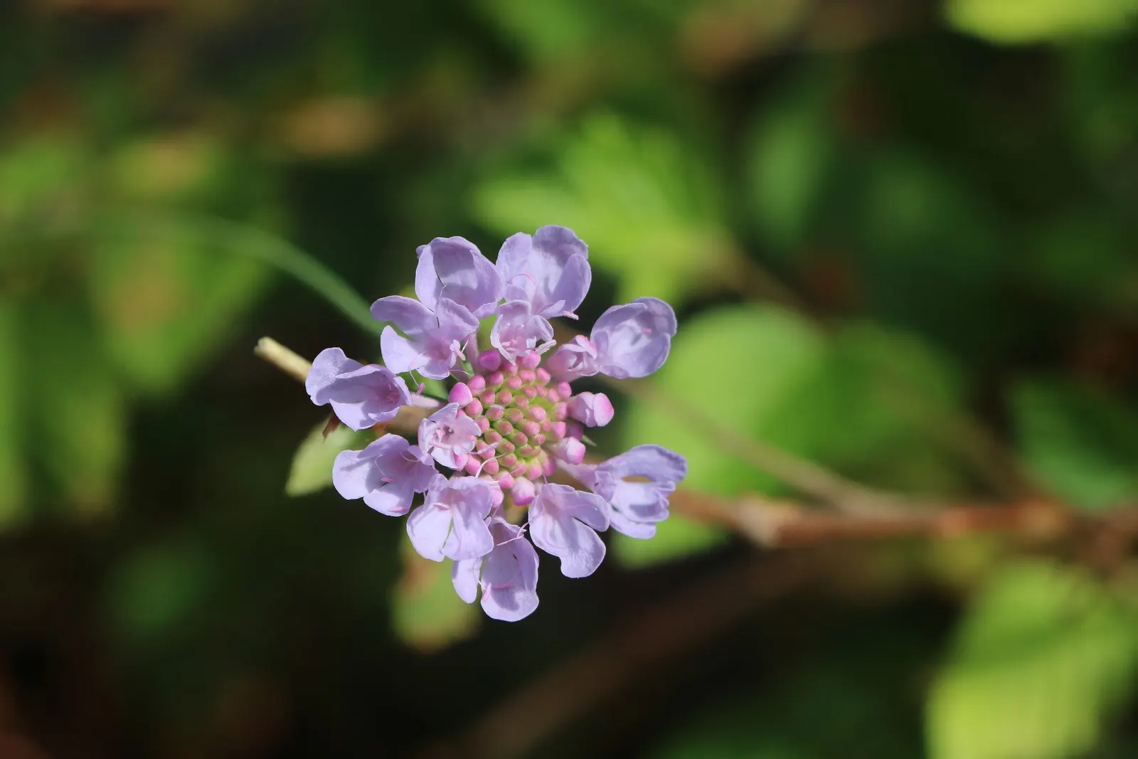 Scabiosa (Scabiosa Caucasica) — Regular watering will establish a robust root system, though mature plants are drought-tolerant; where it prefers, image 70
