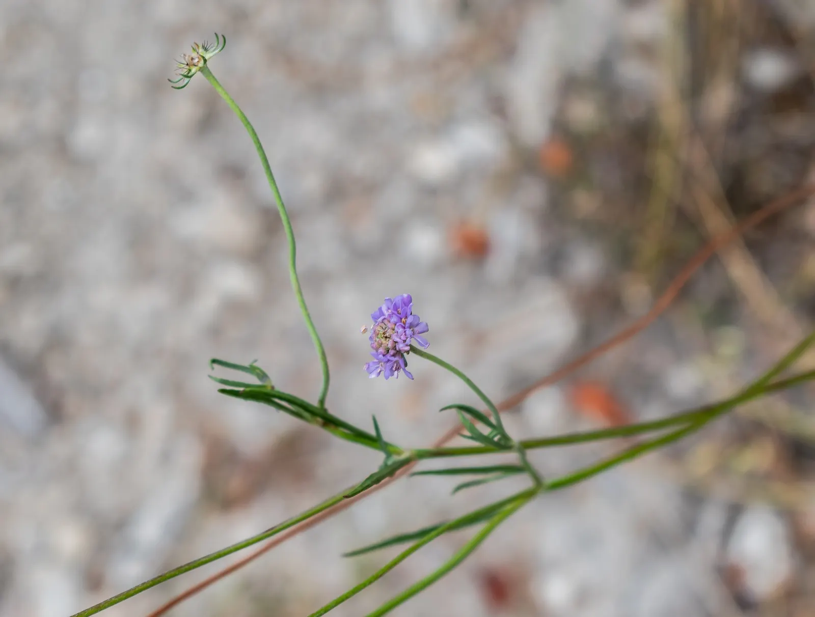 Scabiosa (Scabiosa Caucasica) — the Scabiosa thrives in full sun but can tolerate partial shade; blue and lavender and multi-colored flowers in the, image 87