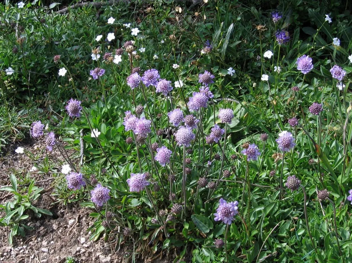Scabiosa (Scabiosa Caucasica) — perennial for full; and division every 3-4 years will maintain their vigor, image 95