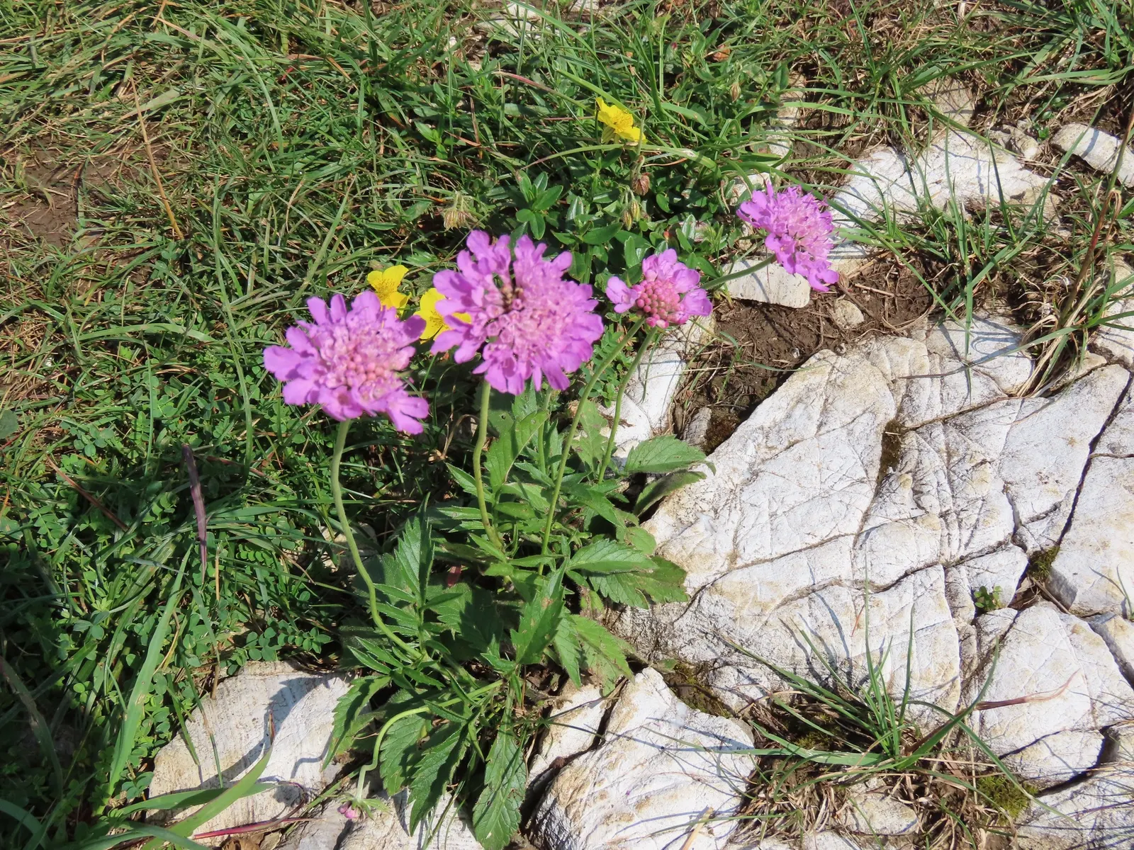 Scabiosa (Scabiosa Caucasica) — perennial with blue and lavender and multi-colored blooms; boasts an intricate array of frilly petals encircling a, image 75
